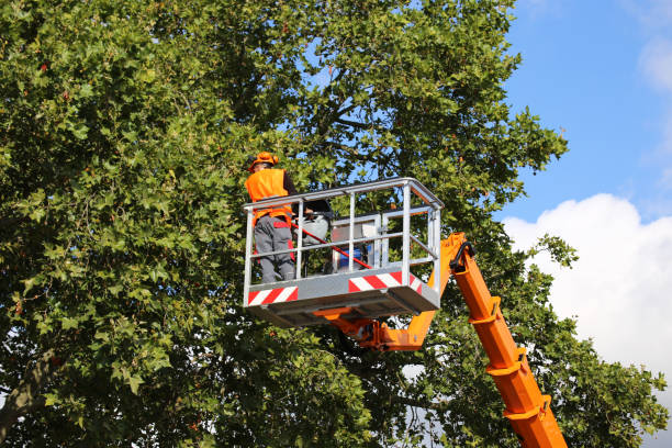 Best Arborist Consultation Services  in Hollister, MO